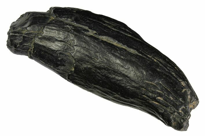 Fossil Sperm Whale (Scaldicetus) Tooth - South Carolina #176166